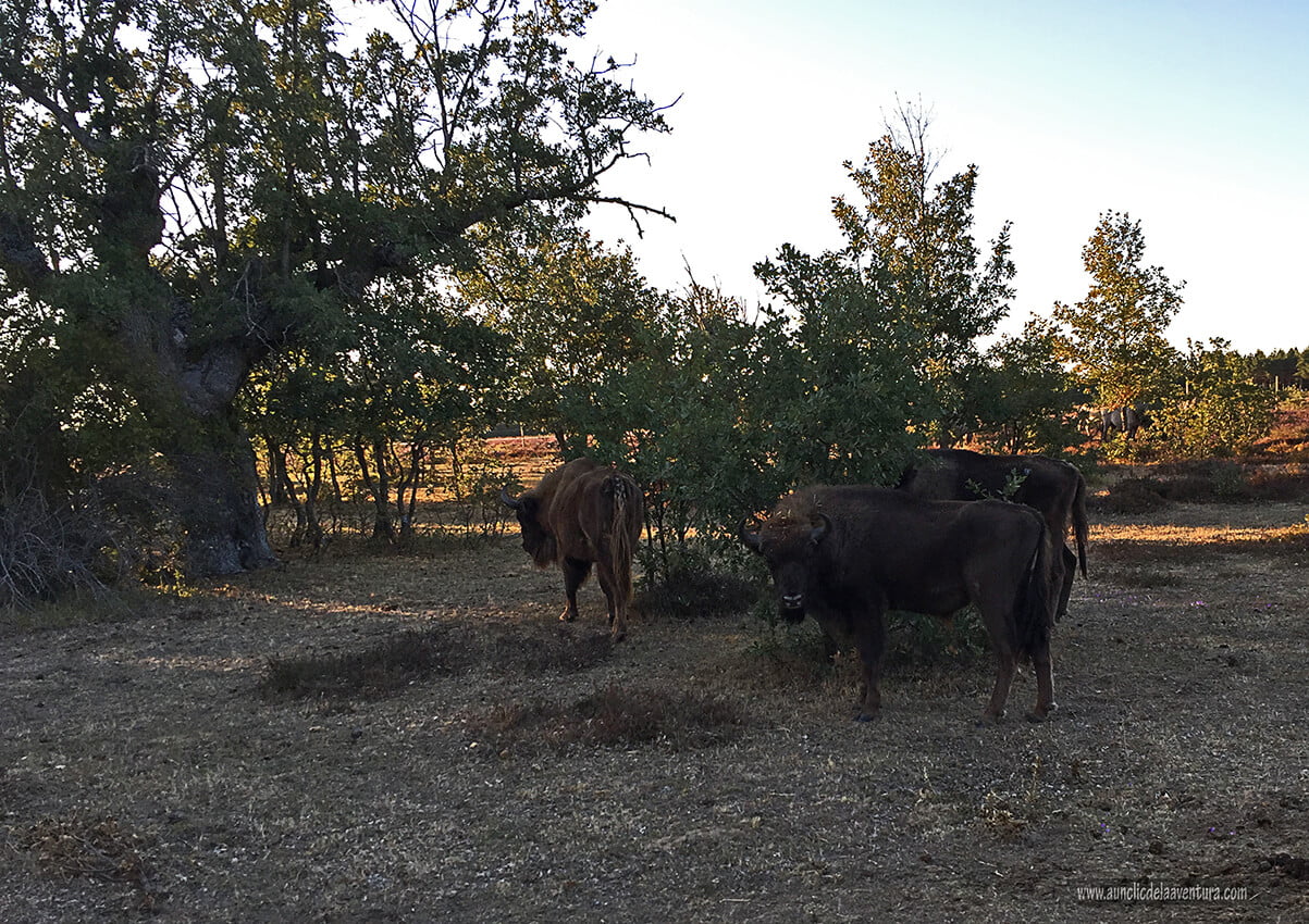 Los bisontes se fueron alejando sin dejar de observarnos