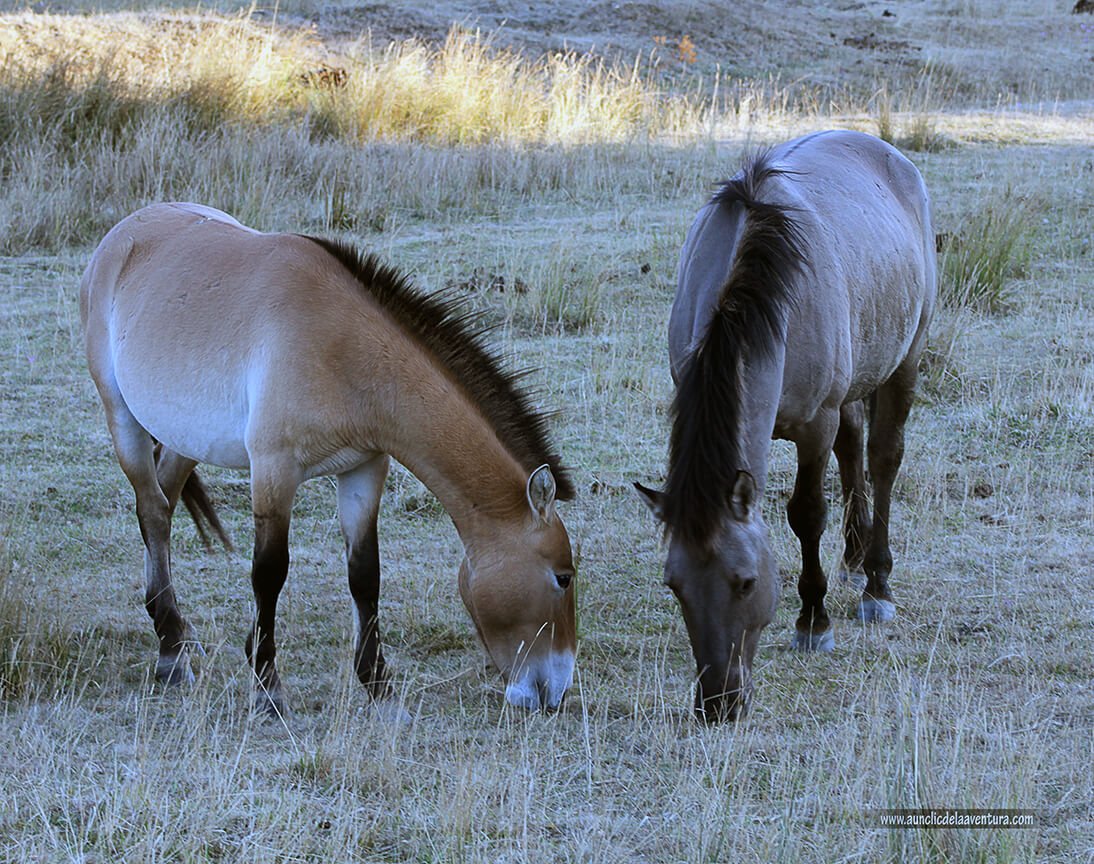Un caballo Przewalski y un Tarpán compartiendo los pastos