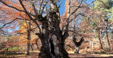 Roble de la Laguna de la Cantera - Dehesa de Huerta de Arriba