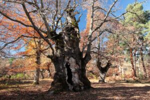 Roble de la Laguna de la Cantera - Dehesa de Huerta de Arriba