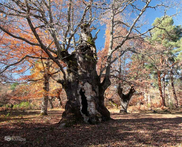 Roble de la Laguna de la Cantera - Dehesa de Huerta de Arriba