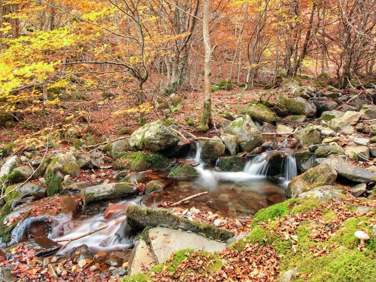 Ruta del Hayedo del Río Urbión en Burgos
