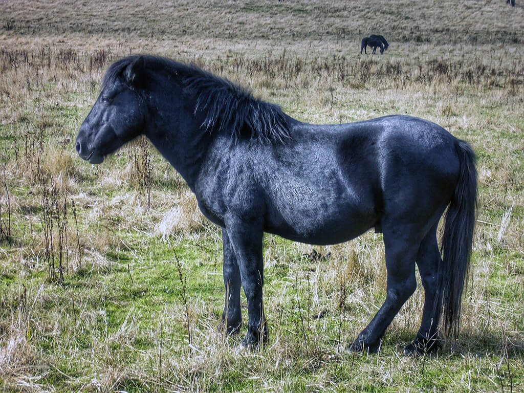 Caballo losino