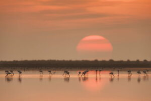 Flamencos en el Delta del Ebro - humedales de España
