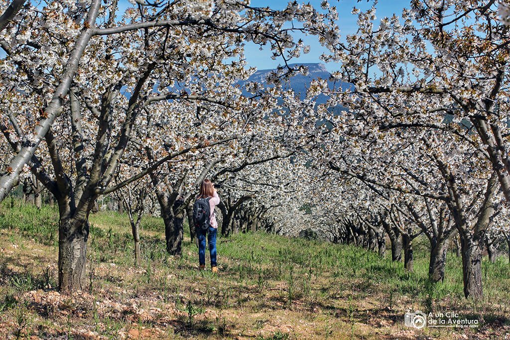 Cerezos en flor del Valle de Caderechas - ruta por La Bureba de Burgos