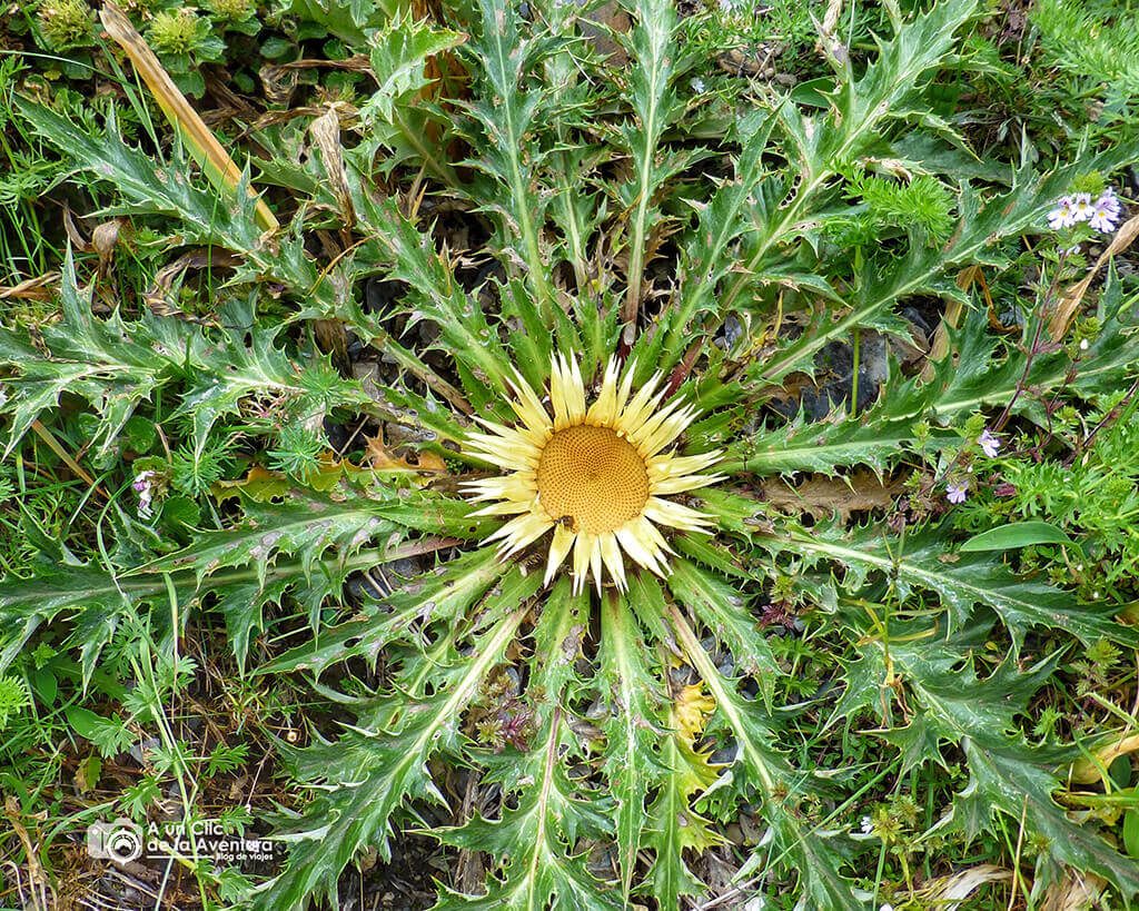 Carlina o cardabelle