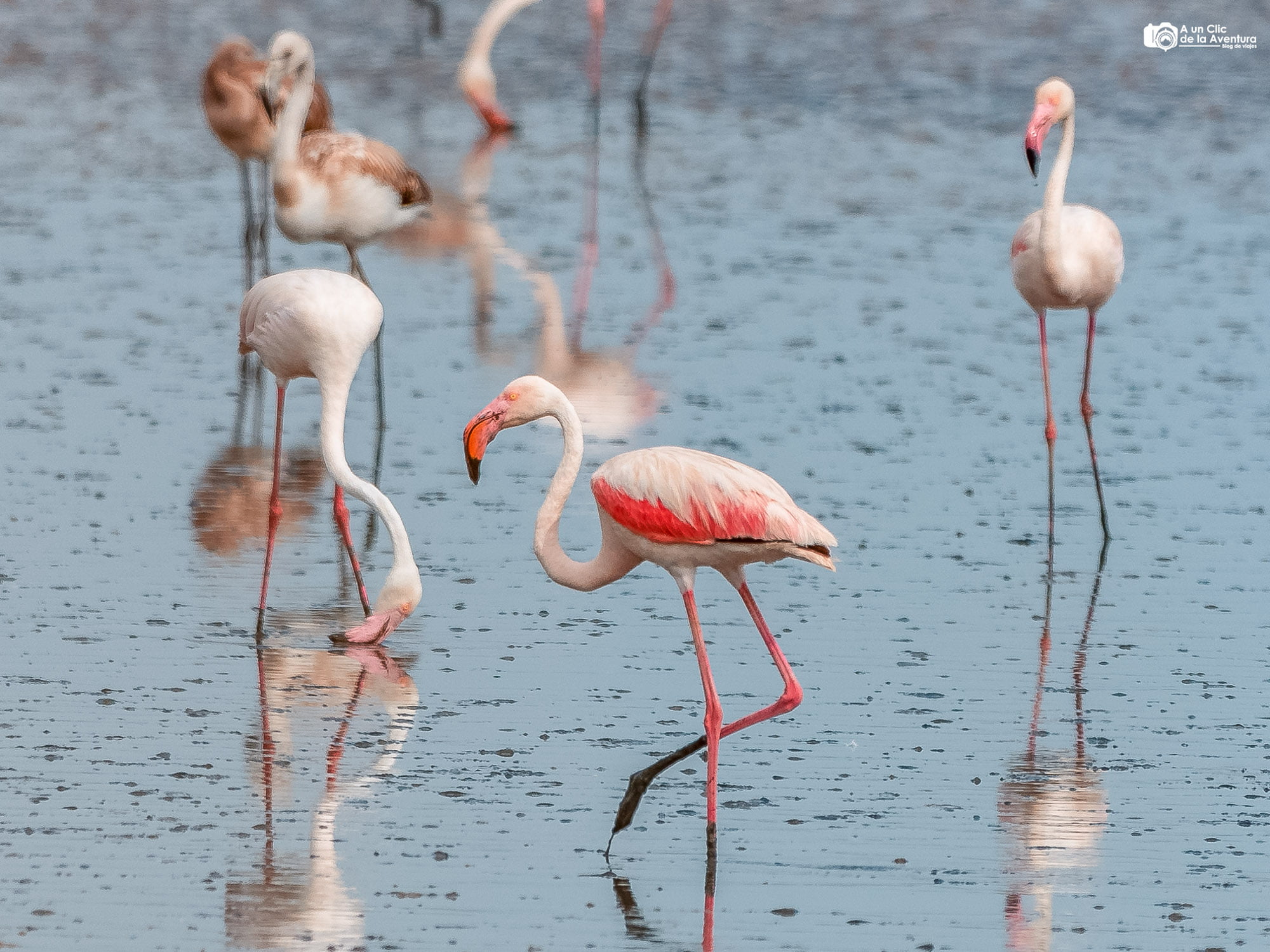 Flamencos en la Laguna de Fuente de Piedra que ver cerca de Málaga Flamencos en la Laguna de Fuente de Piedra que ver cerca de Málaga