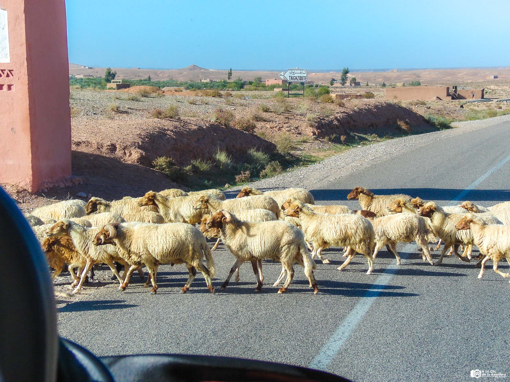 Animales sueltos por las carreteras de Marruecos, Marruecos en coche