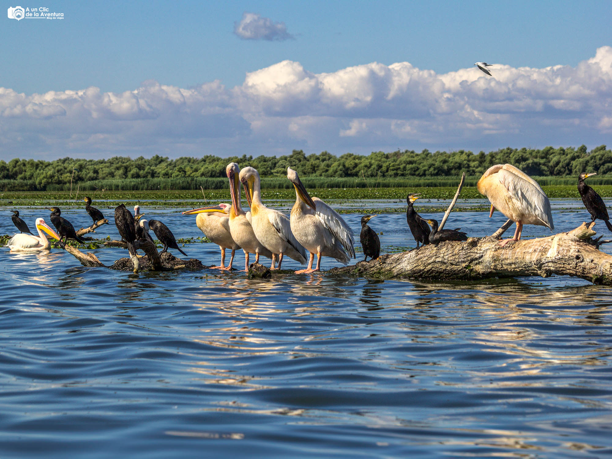 Aves en el Delta del Danubio, que ver en Rumanía