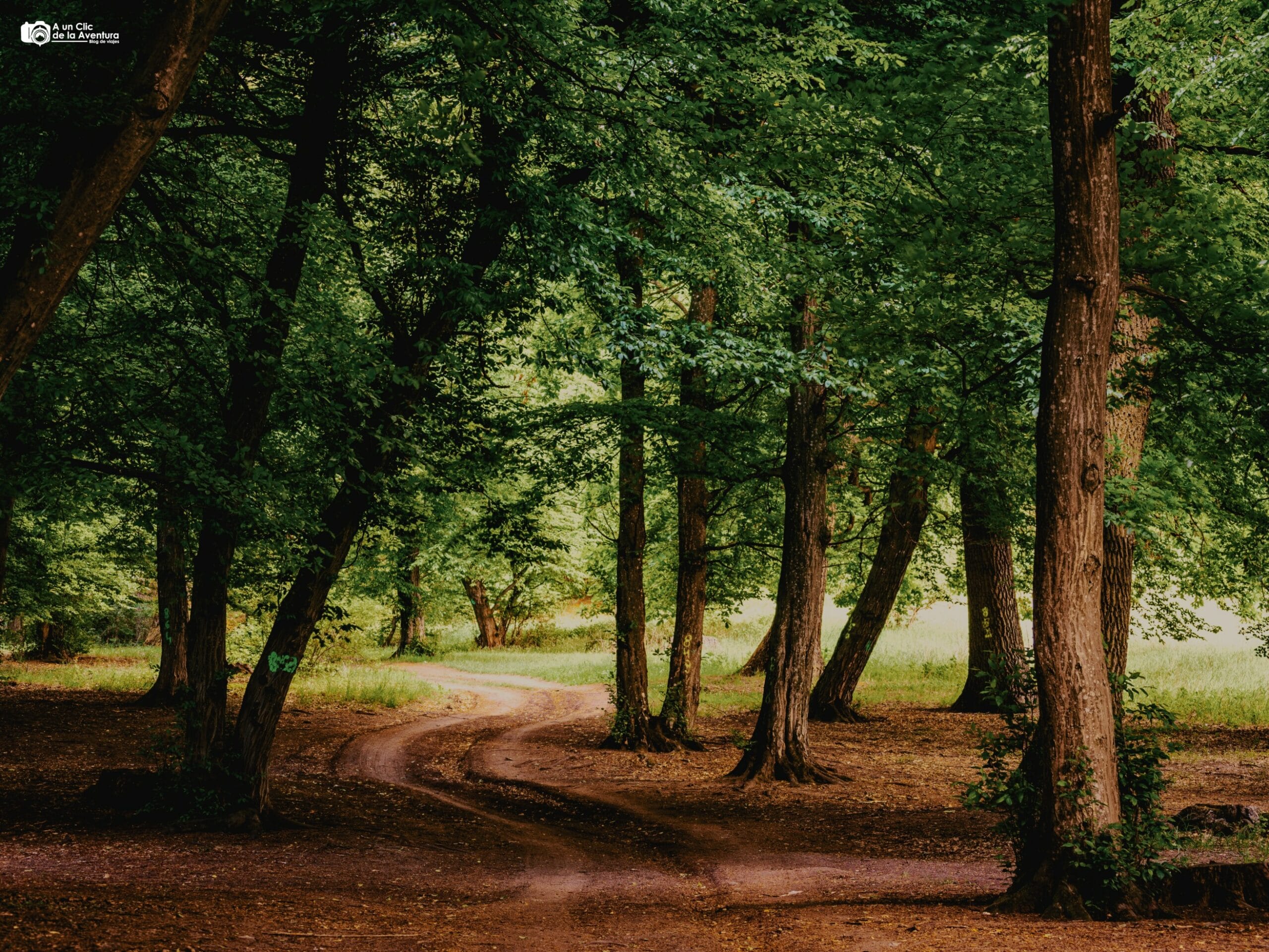 Bosque Hoia-Baciu - Que ver en los alrededores de Cluj-Napoca