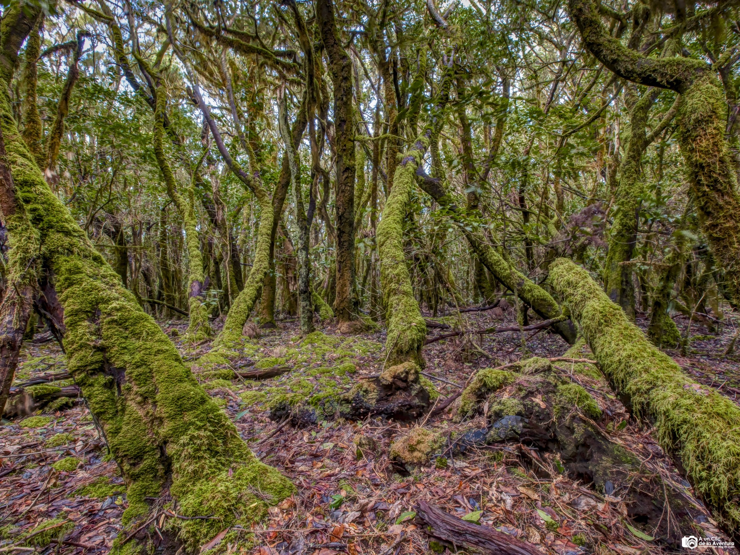 Parque Nacional de Garajonay La Gomera